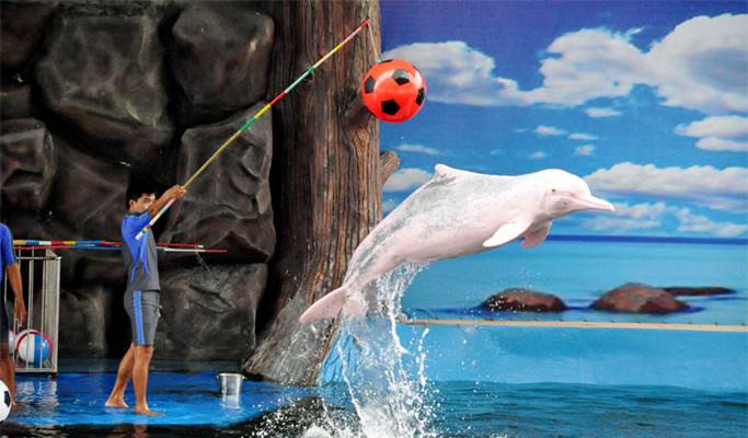 Dolphin Show, Pattaya