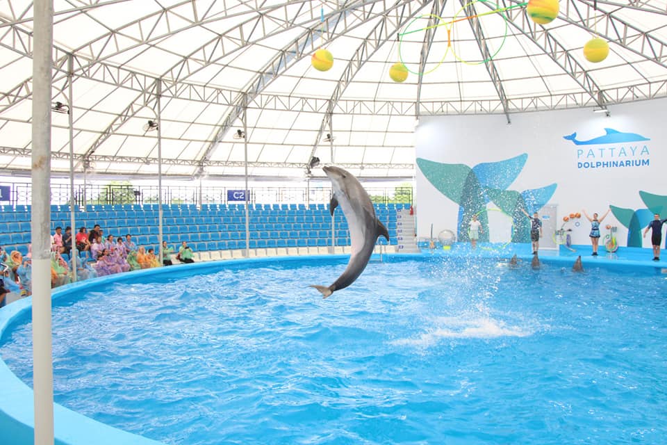 Dolphin Show, Pattaya - #0