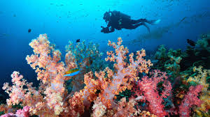 Similan Island + Buffet Lunch with Speedboat